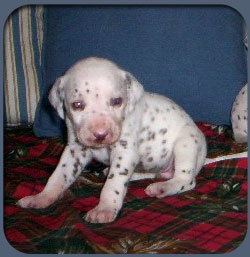 cachorritos de todo tipo de animales