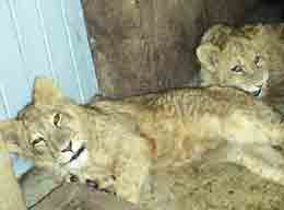 peque&ntilde;os animales graciosos y monos