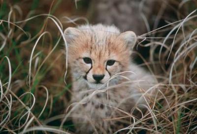 cachorro de guepardo