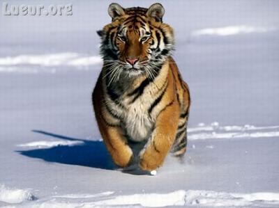 tigre en la nieve