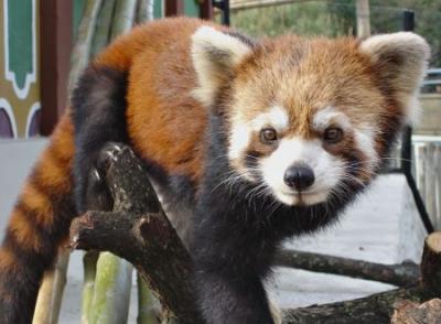 panda rojo
