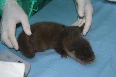 NUTRIA RECI&Eacute;N NACIDA